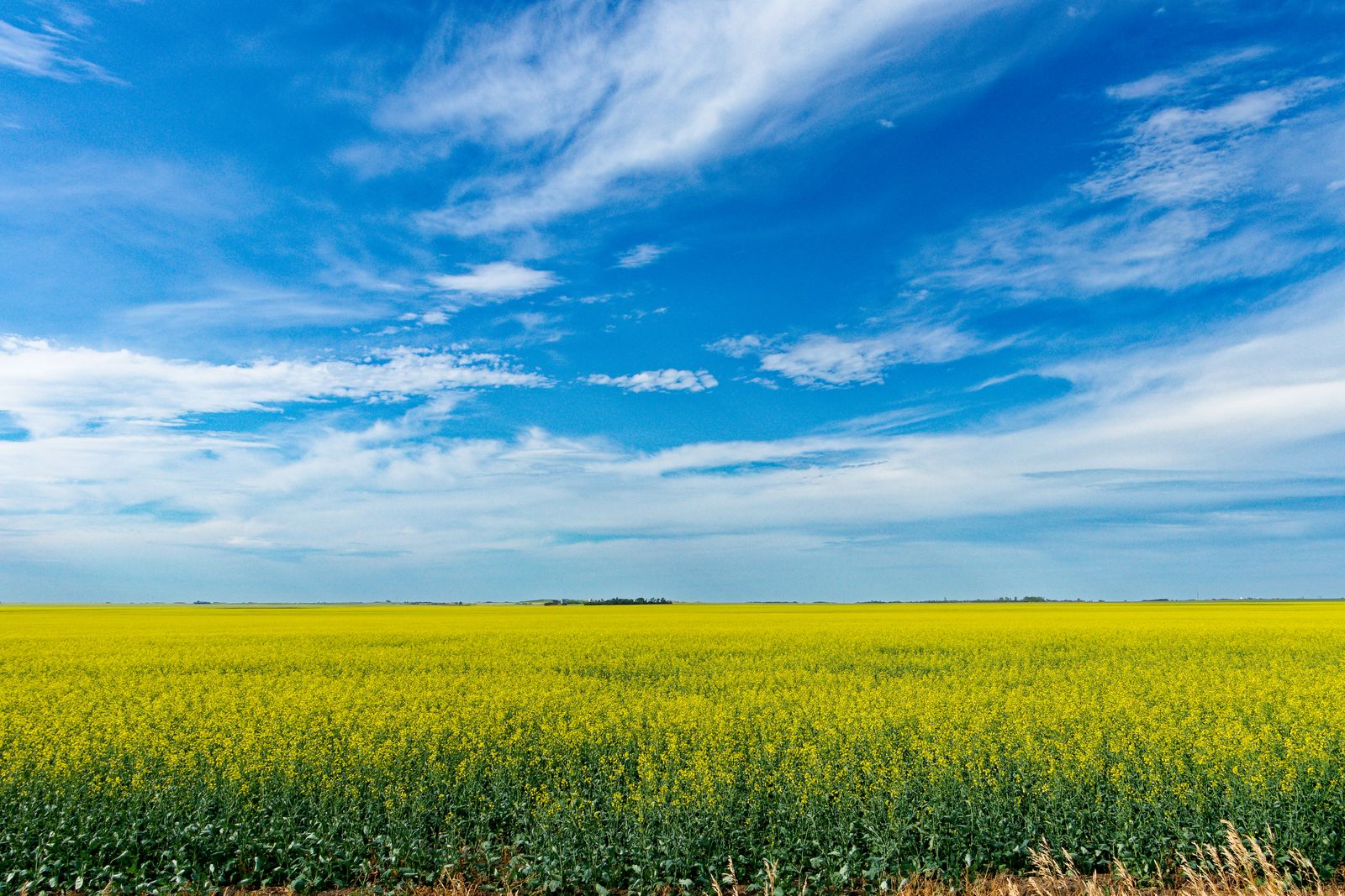 Wide Saskatchewan prairie horizon at golden hour with open sky